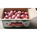 Hohe Qualität frischer roter Markt Zwiebel zum Verkaufspreis von der chinesischen Fabrik
